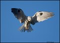 _0SB0930 white-tailed Kite